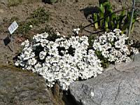Iberis Semperflorens (fam Brassicacees) (Europe meridionale) (01) (Photo F. Mrugala)